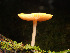  (Pluteus flavofuligineus - MF78436)  @11 [ ] CreativeCommons - Attribution Non-Commercial (2025) Unspecified Western Pennsylvania Mushroom Club
