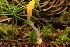  ( - WPAMC22-3581)  @11 [ ] CreativeCommons - Attribution Non-Commercial (2022) Cara Coulter Western Pennsylvania Mushroom Club