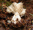  (Megacollybia - WPAMC22-4624)  @11 [ ] CreativeCommons - Attribution Non-Commercial (2022) Cara Coulter Western Pennsylvania Mushroom Club