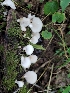  (Crepidotus stipitatus - WPAMC22-4659)  @11 [ ] CreativeCommons - Attribution Non-Commercial (2022) Cara Coulter Western Pennsylvania Mushroom Club