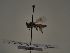  ( - TJW_066)  @11 [ ] nrr (2021) Unspecified Thomas Wood