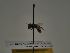  (Andrena aeneiventris - TJW_068)  @11 [ ] nrr (2021) Unspecified Thomas Wood