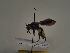  (Andrena afrensis - TJW_071)  @11 [ ] nrr (2021) Unspecified Thomas Wood