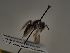  (Andrena alluaudi - TJW_082)  @11 [ ] nrr (2021) Unspecified Thomas Wood