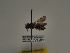 (Andrena griseobalteata - TJW_110)  @11 [ ] nrr (2021) Unspecified Thomas Wood