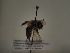  (Andrena florentina - TJW_125)  @11 [ ] nrr (2021) Unspecified Thomas Wood