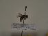  (Andrena farinosa - TJW_210)  @11 [ ] nrr (2021) Unspecified Thomas Wood