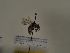  (Andrena monilia - TJW_229)  @11 [ ] nrr (2021) Unspecified Thomas Wood