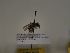  (Andrena rhyssonota - TJW_232)  @11 [ ] nrr (2021) Unspecified Thomas Wood