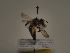  (Andrena suerinensis - TJW_247)  @11 [ ] nrr (2021) Unspecified Thomas Wood
