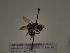  (Andrena oviventris - TJW_251)  @11 [ ] nrr (2021) Unspecified Thomas Wood