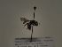  (Andrena saxonica - TJW_265)  @11 [ ] nrr (2021) Unspecified Thomas Wood