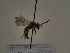  (Andrena benoisti - TJW_279)  @11 [ ] nrr (2021) Unspecified Thomas Wood