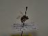  (Andrena elata - TJW_283)  @11 [ ] nrr (2021) Unspecified Thomas Wood