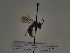  (Andrena baetica - TJW_292)  @11 [ ] nrr (2021) Unspecified Thomas Wood