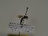  (Andrena longibarbis - TJW_301)  @11 [ ] nrr (2021) Unspecified Thomas Wood