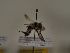  (Andrena lateralis - TJW_305)  @11 [ ] nrr (2021) Unspecified Thomas Wood