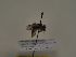  (Andrena leucolippa - TJW_311)  @11 [ ] nrr (2021) Unspecified Thomas Wood