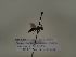  (Andrena verticalis - TJW_320)  @11 [ ] nrr (2021) Unspecified Thomas Wood