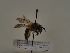  (Andrena aff. truncatilabris - TJW_327)  @11 [ ] nrr (2021) Unspecified Thomas Wood