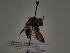  (Andrena asperrima s.s - TJW_332)  @11 [ ] nrr (2021) Unspecified Thomas Wood