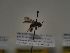  (Andrena hesperia - TJW_364)  @11 [ ] nrr (2021) Unspecified Thomas Wood