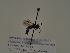  (Andrena aff. minutula - TJW_381)  @11 [ ] nrr (2021) Unspecified Thomas Wood