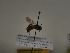  (Andrena ranunculi - TJW_384)  @11 [ ] nrr (2021) Unspecified Thomas Wood