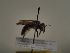  (Andrena variabilis - TJW_464)  @11 [ ] nrr (2021) Unspecified Thomas Wood