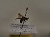  (Andrena vaulogeri - TJW_470)  @11 [ ] nrr (2021) Unspecified Thomas Wood