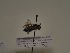  (Andrena afzeliella - TJW_505)  @11 [ ] nrr (2021) Unspecified Thomas Wood