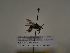  (Andrena reperta - TJW_518)  @11 [ ] nrr (2021) Unspecified Thomas Wood