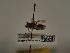  (Andrena numida - TJW_551)  @11 [ ] nrr (2021) Unspecified Thomas Wood