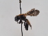  (Andrena abscondita - TJW_575)  @11 [ ] nrr (2022) Unspecified Thomas Wood