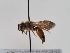  (Andrena pruinosa - TJW_576)  @11 [ ] nrr (2022) Unspecified Thomas Wood