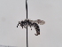  (Andrena avara eureka - TJW_581)  @11 [ ] nrr (2022) Unspecified Thomas Wood