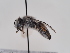  (Andrena fratella - TJW_586)  @11 [ ] nrr (2022) Unspecified Thomas Wood