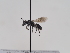  (Andrena tinctoria - TJW_594)  @11 [ ] nrr (2022) Unspecified Thomas Wood
