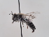  ( - TJW_609)  @11 [ ] nrr (2022) Unspecified Thomas Wood