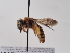  (Andrena caroli - TJW_611)  @11 [ ] nrr (2022) Unspecified Thomas Wood