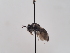  (Andrena pandosa - TJW_612)  @11 [ ] nrr (2022) Unspecified Thomas Wood