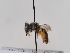  (Andrena tadorna - TJW_617)  @11 [ ] nrr (2022) Unspecified Thomas Wood