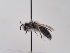  (Andrena medeninensis - TJW_618)  @11 [ ] nrr (2022) Unspecified Thomas Wood