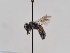  (Andrena tenebricorpus - TJW_629)  @11 [ ] nrr (2022) Unspecified Thomas Wood