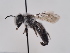  (Andrena leucocyanea - TJW_631)  @11 [ ] nrr (2022) Unspecified Thomas Wood