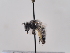  (Andrena blanda - TJW_632)  @11 [ ] nrr (2022) Unspecified Thomas Wood