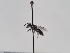  (Andrena spolata - TJW_636)  @11 [ ] nrr (2022) Unspecified Thomas Wood