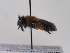  (Andrena vachali - TJW_641)  @11 [ ] nrr (2022) Unspecified Thomas Wood