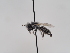  (Andrena isis - TJW_656)  @11 [ ] nrr (2022) Unspecified Thomas Wood