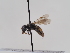  (Andrena tebessana - TJW_662)  @11 [ ] nrr (2022) Unspecified Thomas Wood